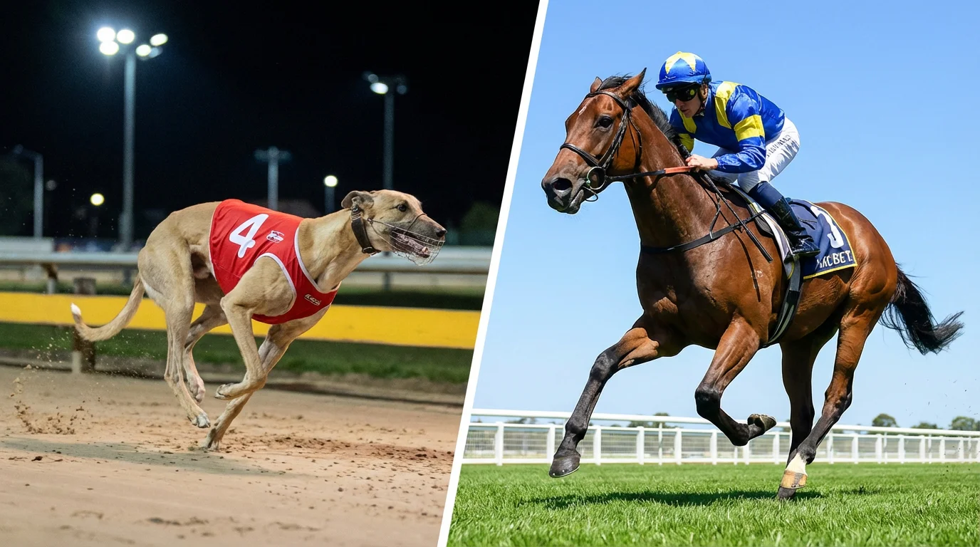 Greyhound racing and horse racing side by side comparison for bettors